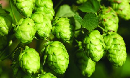 Happy National IPA Day: What Are Some of Our Favorite Local IPAs?
