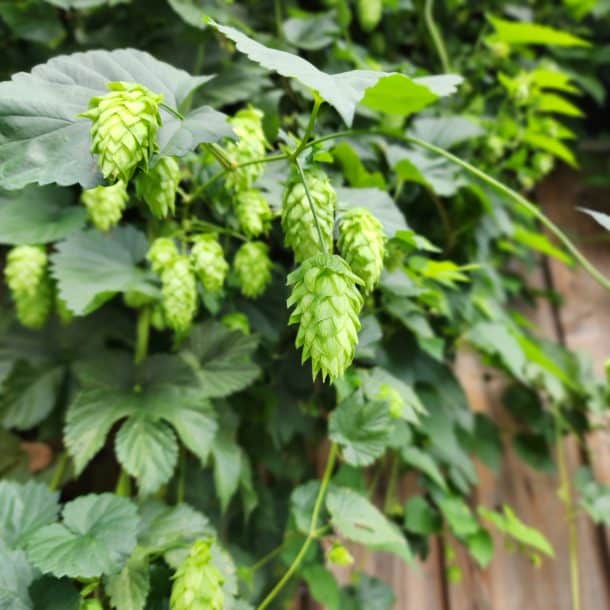 WNY Beer Week Wraps Up With Inaugural WNY Wet Hop Festival Buffalo