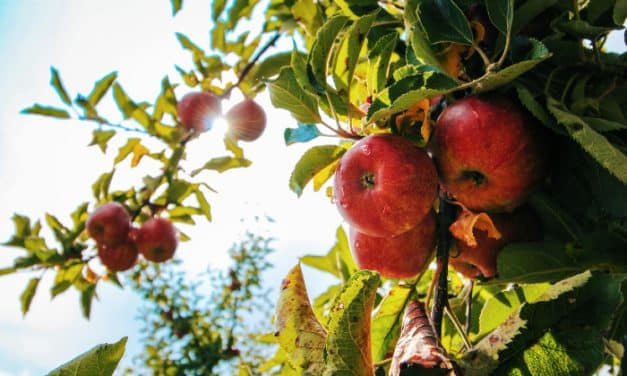 Introducing The Cider Project: The New Cidermaker On The Block