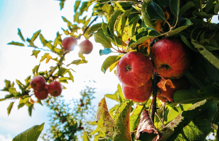 Introducing The Cider Project: The New Cidermaker On The Block